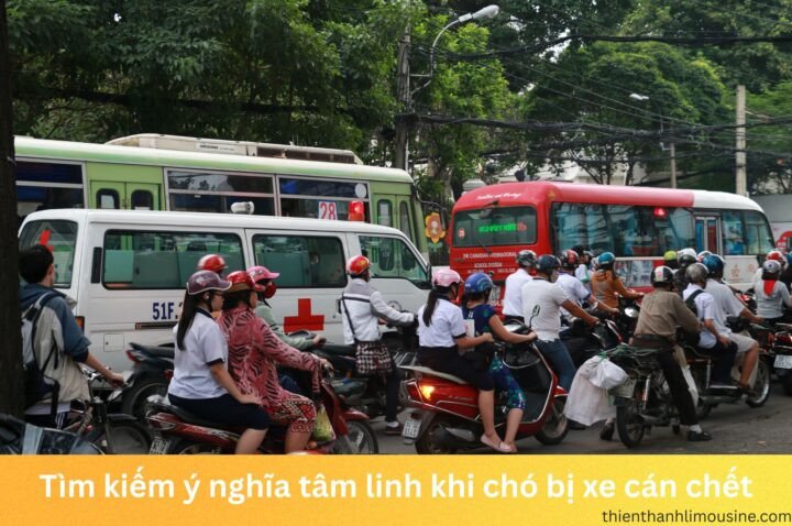 Hình ảnh một người phụ nữ đau buồn bên xác một chú chó bị tai nạn giao thông trên đường phố.