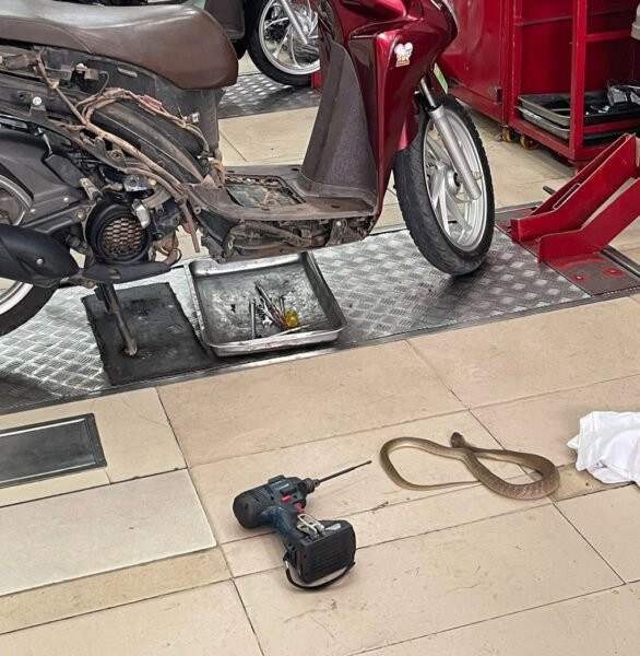 Kỹ thuật viên đang xử lý một con rắn được tìm thấy trong xe máy khi sửa chữa