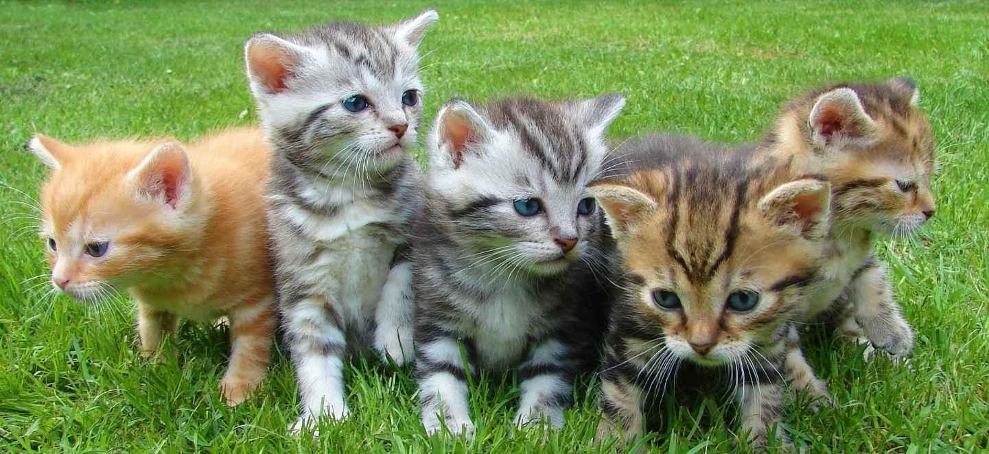 Giải mã chuyện chạy xe cán con mèo có xui không Giải mã chuyện chạy xe cán con mèo có xui không