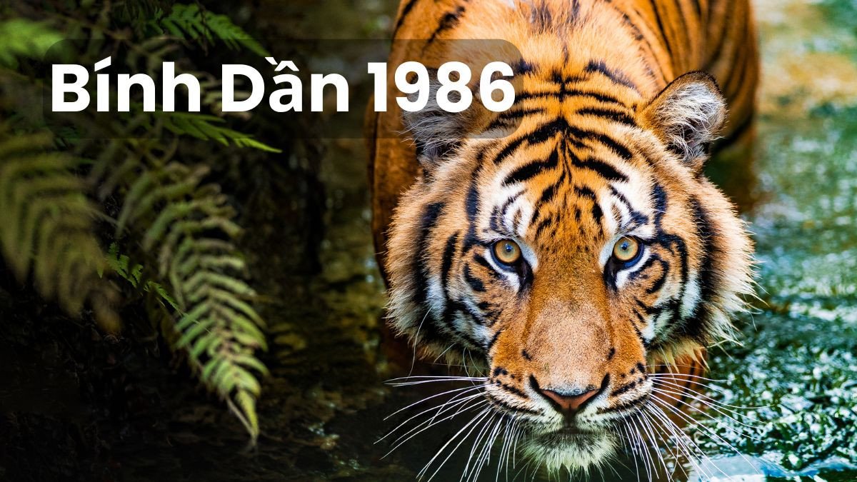 Bảng màu sắc tương hợp với người sinh năm 1986 mệnh Hỏa