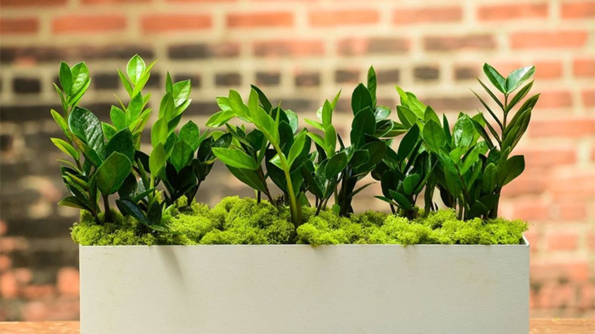 Cây phong thủy hợp mệnh Mộc mang lại may mắn cho người tuổi 1988