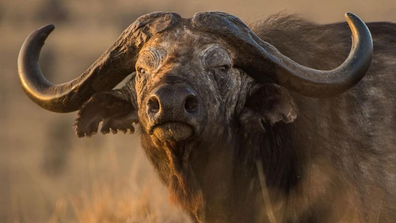 Đinh Sửu sinh năm 1997 hợp hướng xây nhà nào