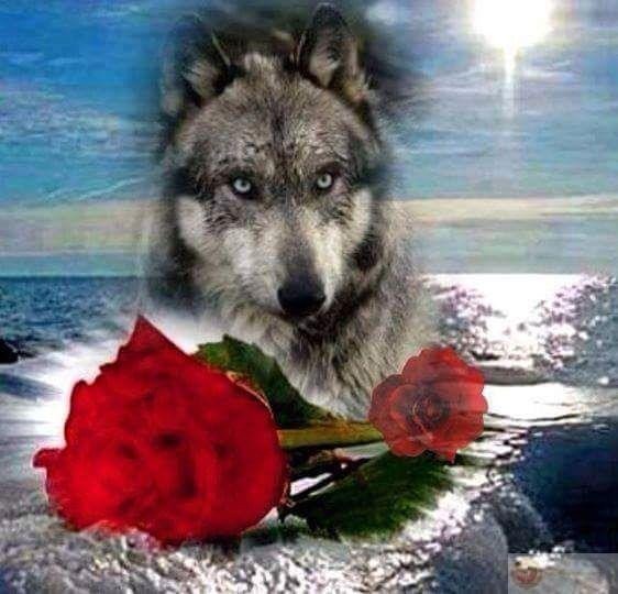 Hình ảnh meme sói cô độc tạo điểm nhấn vui nhộn trong nhiều đoạn trò chuyện trực tuyến