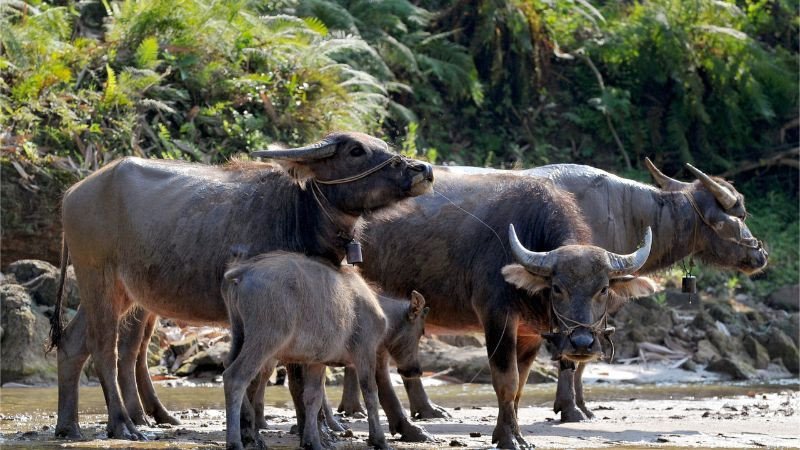 Hình ảnh minh họa các màu sắc hợp và kỵ với tuổi Đinh Sửu