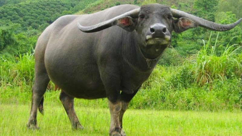 Hình ảnh minh họa sự tương hợp giữa các tuổi trong phong thủy