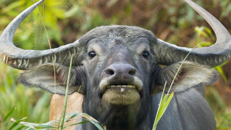 Hình ảnh minh họa về việc tính toán các năm Tam Tai theo 12 con giáp