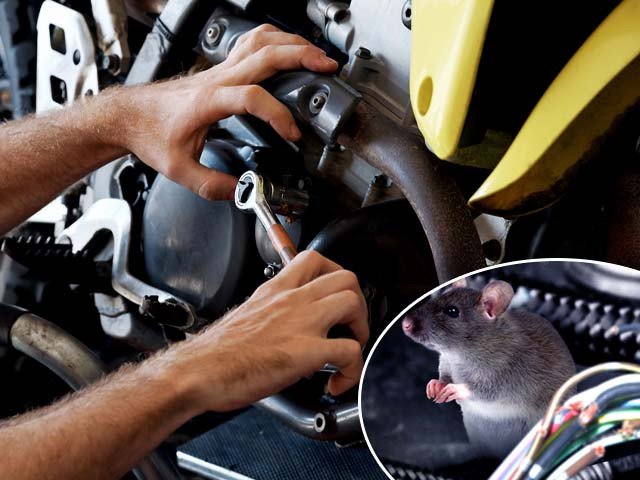 Hình ảnh mô tả tình trạng chuột làm tổ trong xe máy