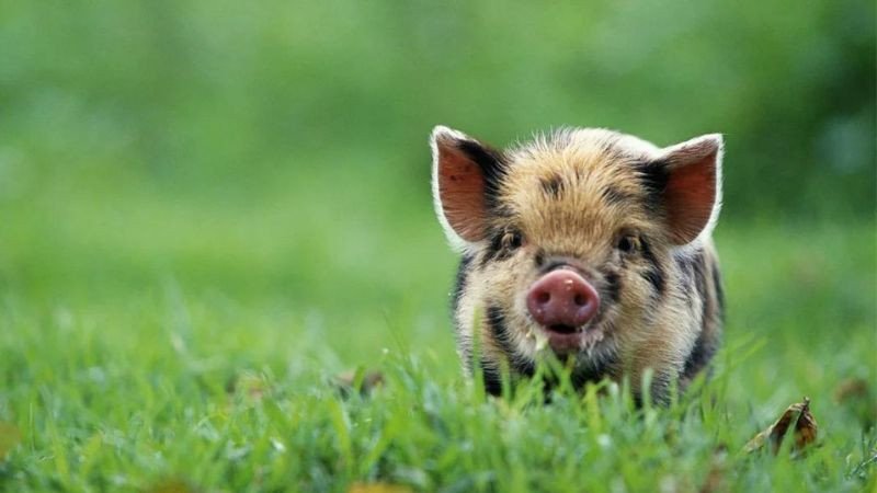 Hình ảnh một ngôi nhà có hướng tốt theo phong thủy