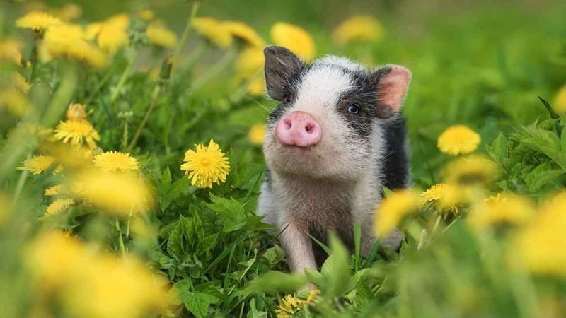 Hình ảnh người tuổi Quý Hợi 1983 với các vật phẩm phong thủy