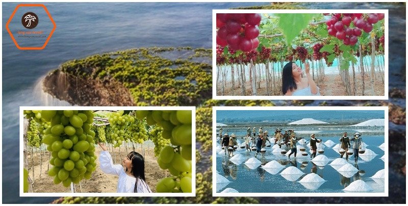 Một vườn nho xanh mướt tại Ninh Thuận