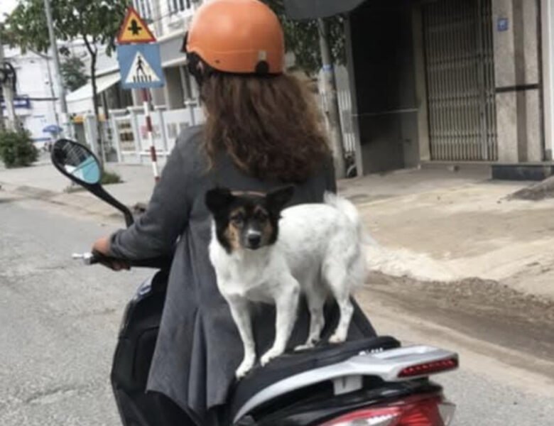 Người điều khiển xe máy chở thú cưng không đúng cách có thể bị xử phạt nghiêm khắc