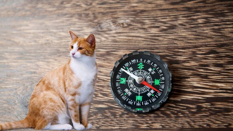 Người sinh năm 1975 thuộc mệnh Đại Khê Thủy