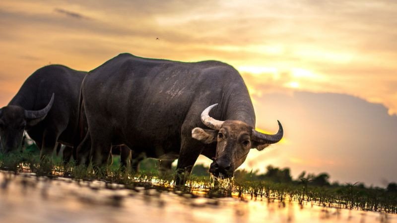 Người sinh năm Đinh Sửu 1997 hợp với con số may mắn nào