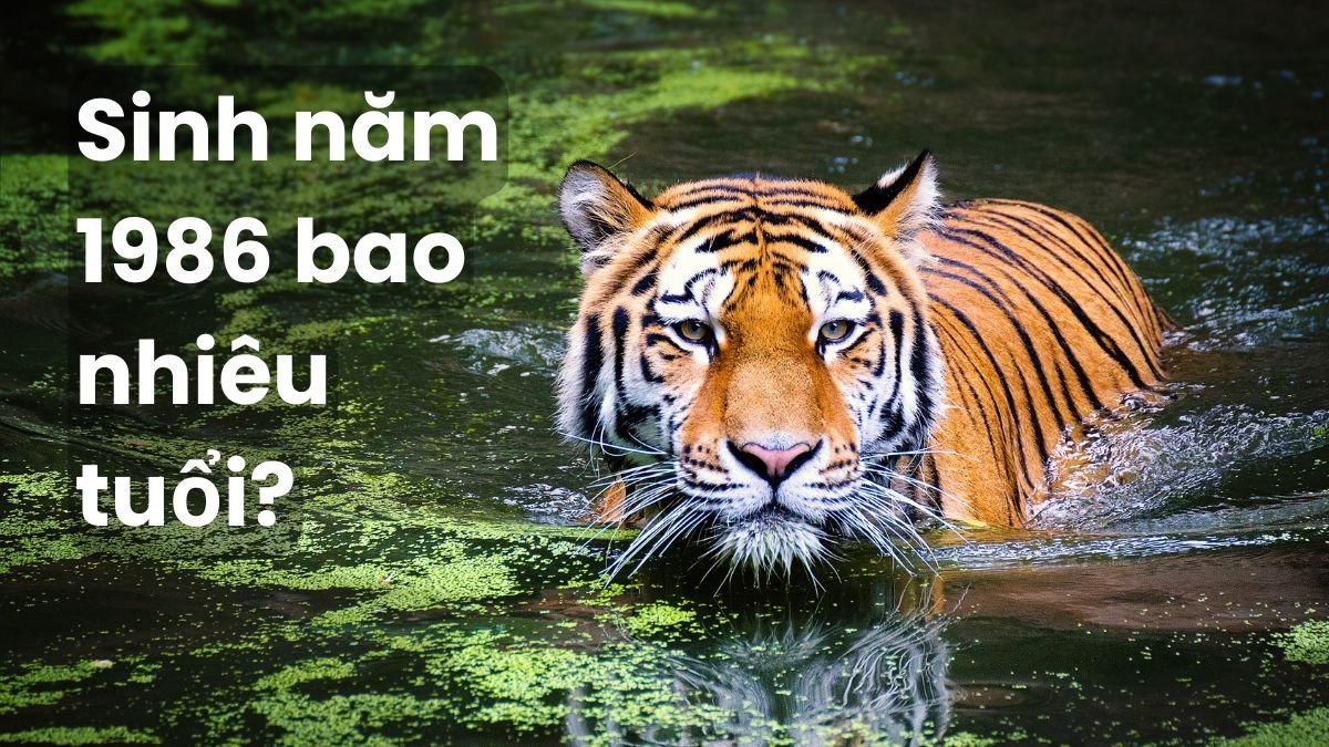 Người tuổi Dần 1986 đang trong giai đoạn trưởng thành và ổn định sự nghiệp