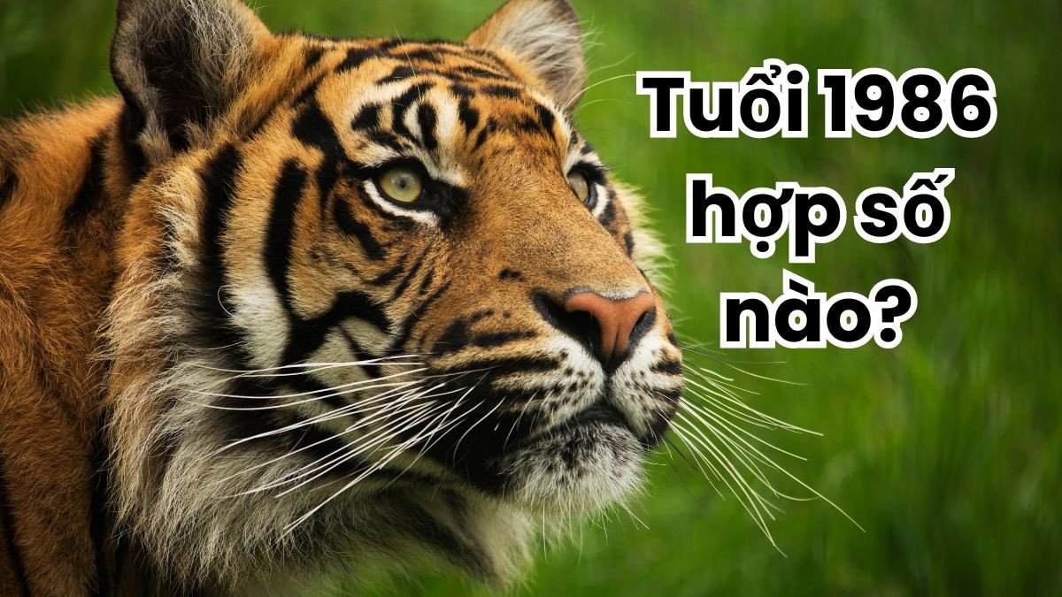 Những con số may mắn hỗ trợ người sinh năm 1986