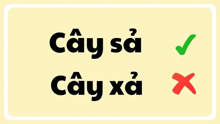 Cây Sả Hay Cây Xả: Phân Biệt Rõ Ràng & Đánh Giá Chi Tiết