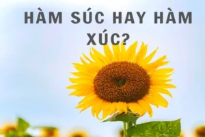 Hàm Súc Hay Hàm Xúc: Đâu Là Lựa Chọn Tối Ưu Cho Sức Khỏe?