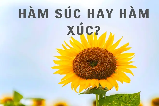 Hàm Súc Hay Hàm Xúc: Đâu Là Lựa Chọn Tối Ưu Cho Sức Khỏe? Hàm Súc Hay Hàm Xúc: Đâu Là Lựa Chọn Tối Ưu Cho Sức Khỏe?