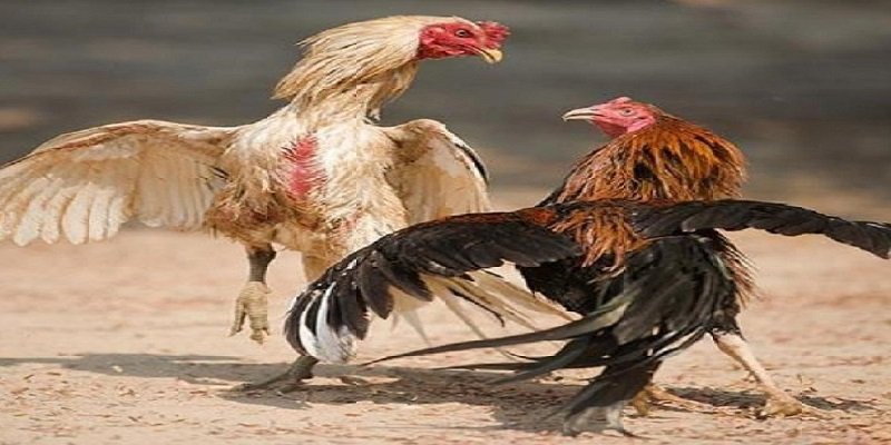 Nhà Cái tx88 - Trải Nghiệm Với Dịch Vụ Chất Lượng Cao 2 (2)