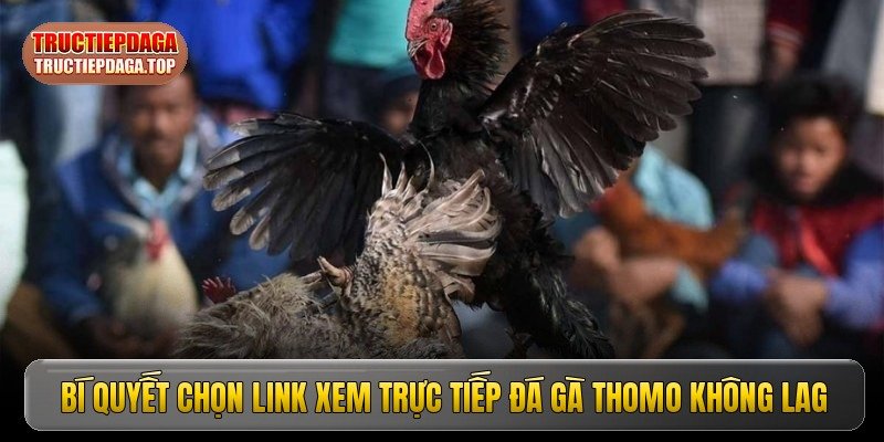 Trực tiếp đá gà Thomo - Mãn nhãn cùng các trận đấu đỉnh cao image1