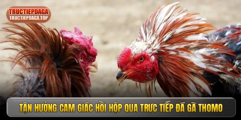 Trực tiếp đá gà Thomo - Mãn nhãn cùng các trận đấu đỉnh cao image2