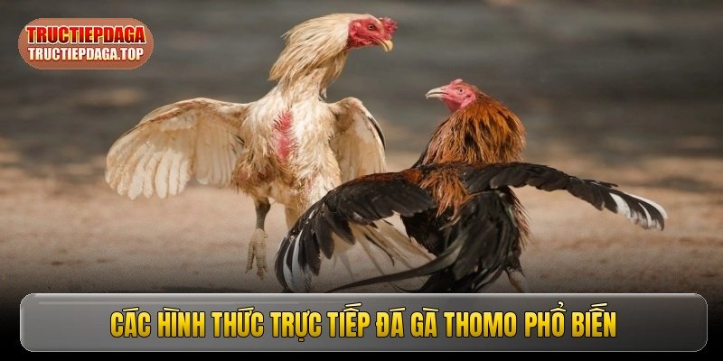 Trực tiếp đá gà Thomo - Mãn nhãn cùng các trận đấu đỉnh cao image4