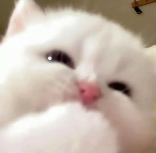 avatar cute vô tri 9