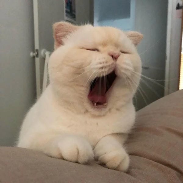 avatar mèo vô tri hài hước