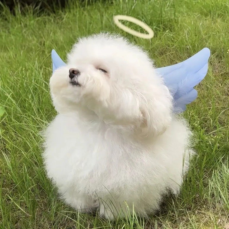 avatar chó cute 1