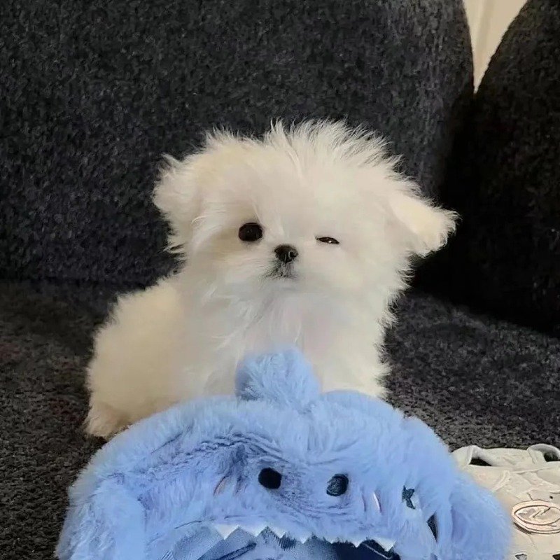 avatar chó cute 10