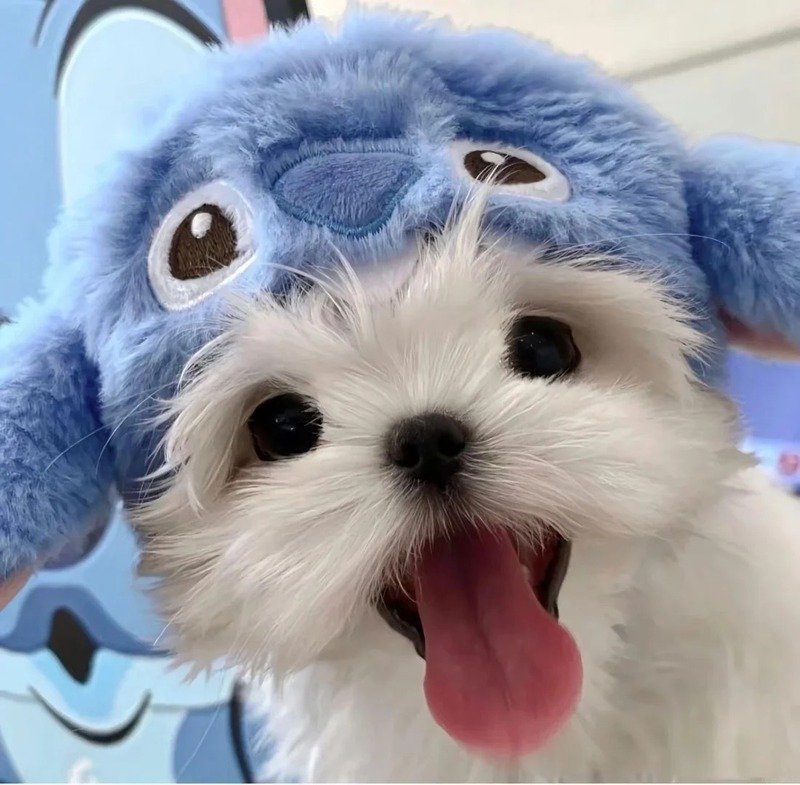 avatar chó cute 33