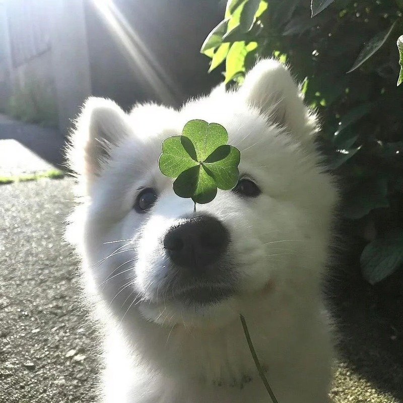 avatar cỏ 4 lá cute 24