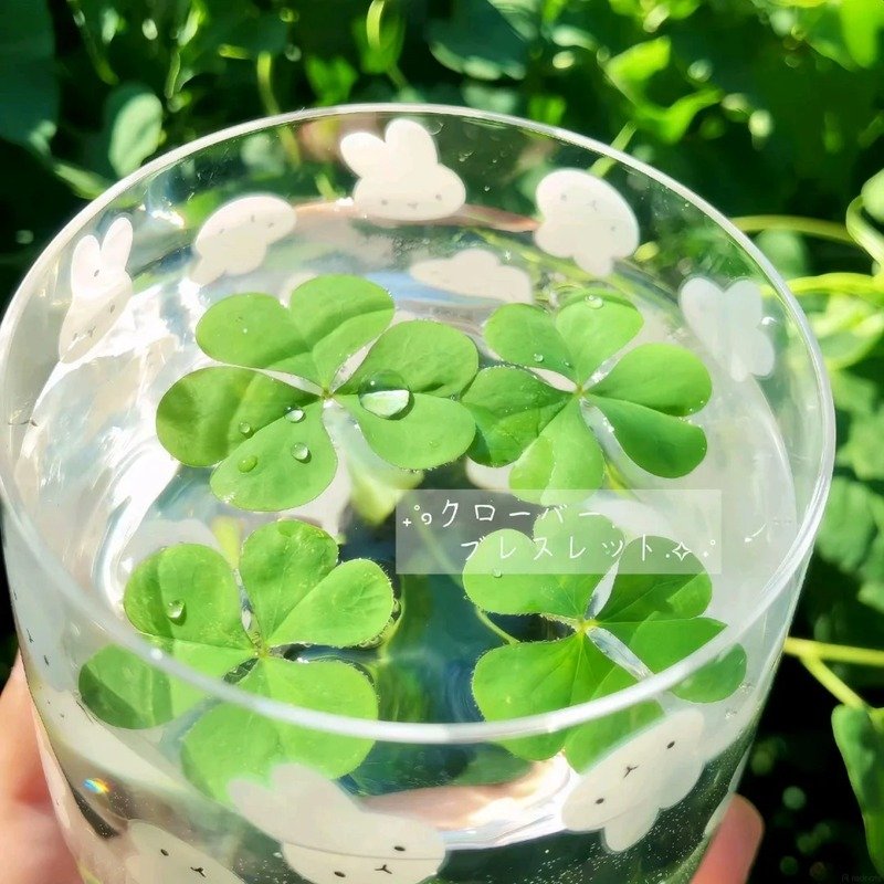 avatar cỏ 4 lá cute 8