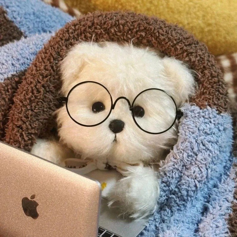 avatar gấu cute 53