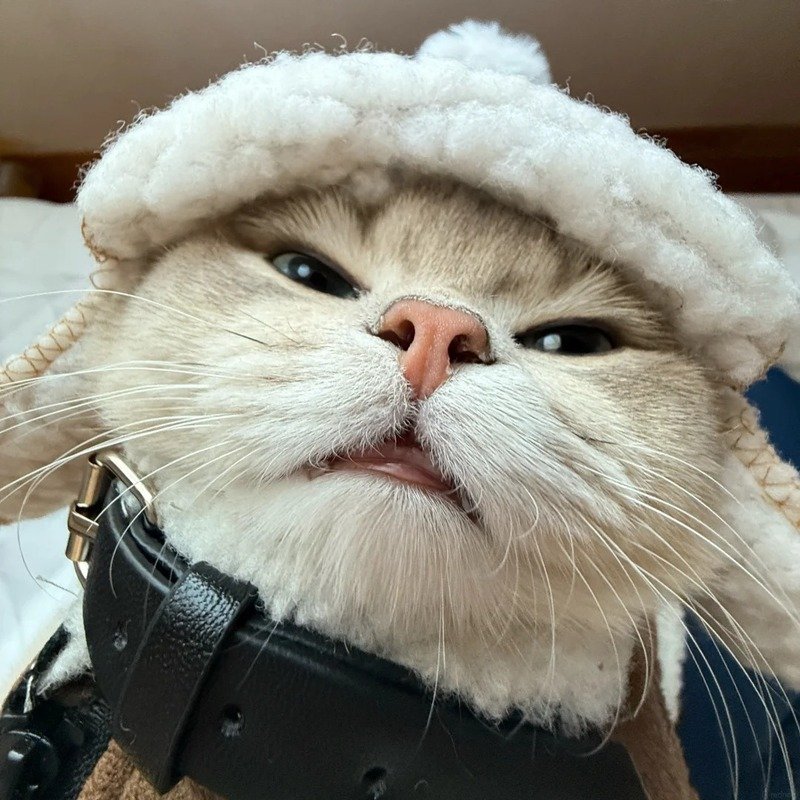 avatar mèo ngầu 12