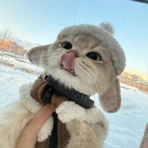 avatar mèo ngầu 19