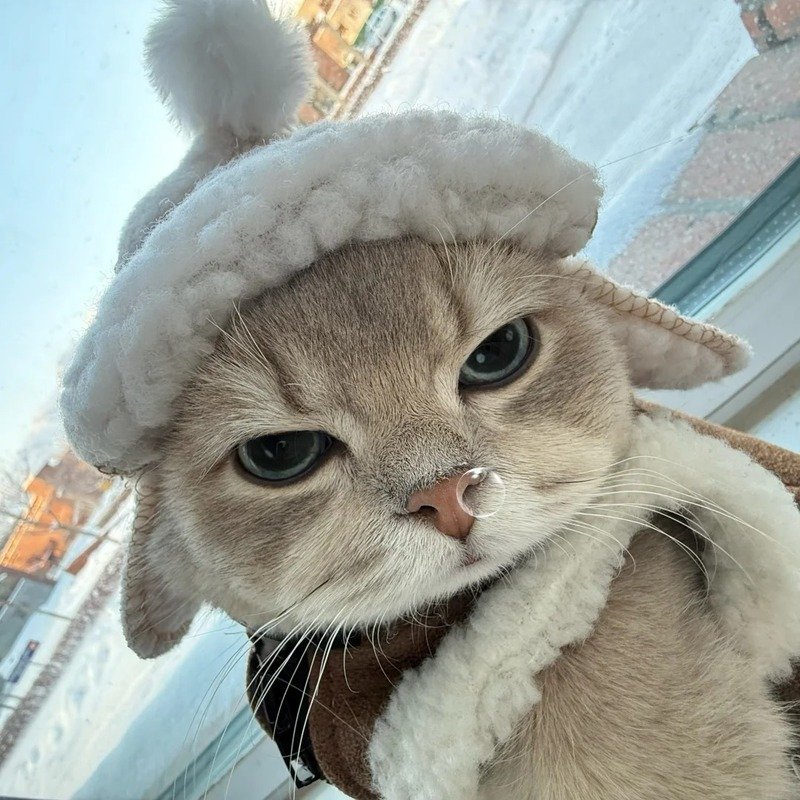 avatar mèo ngầu cầm súng