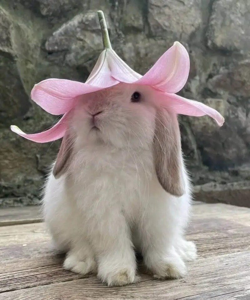 avatar thỏ cute 16