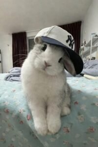 avatar thỏ cute 21