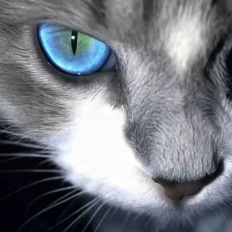 hình avatar mèo ngầu