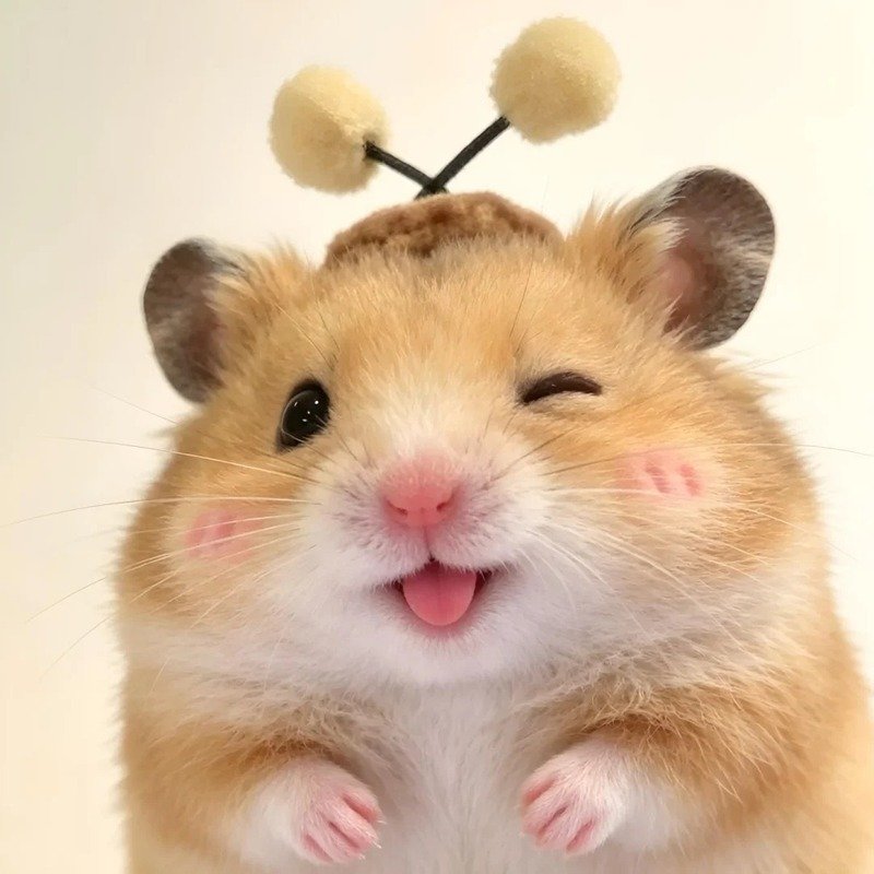 avatar chuột cute 21