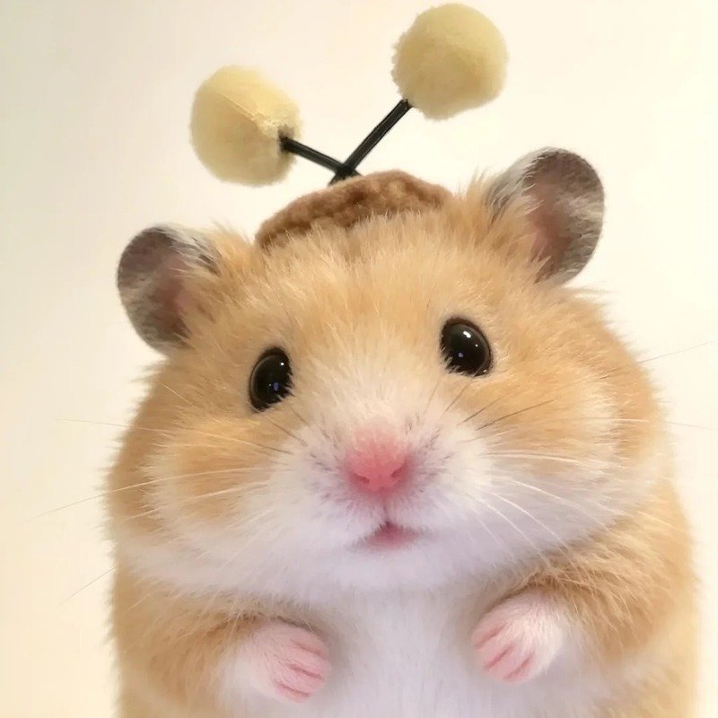 avatar chuột cute 22