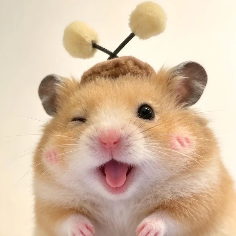 avatar chuột cute 37