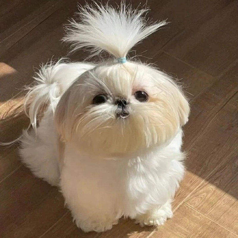 avatar hài cute 5