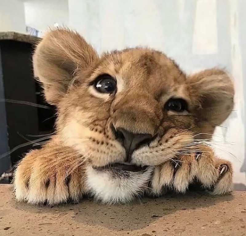 avatar hổ cute 9
