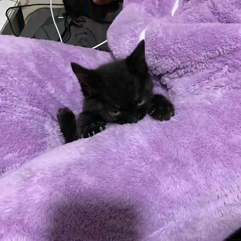 avatar màu tím cute 13