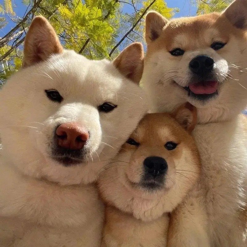 avatar nhóm 3 người cute 10