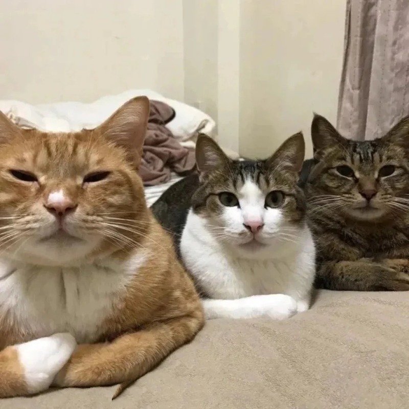 avatar nhóm 3 người cute 14