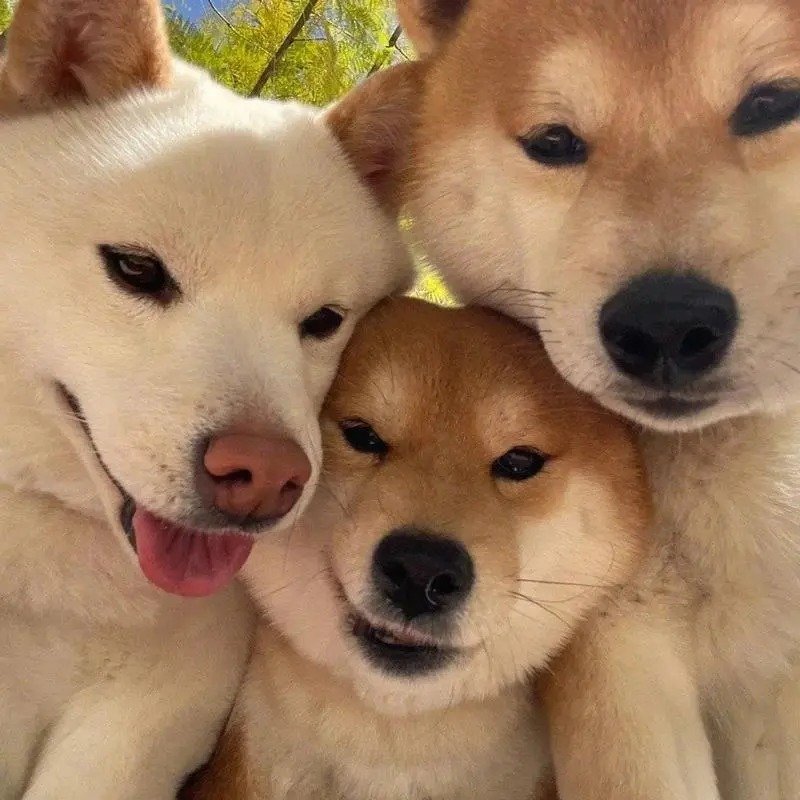 avatar nhóm 3 người cute 21