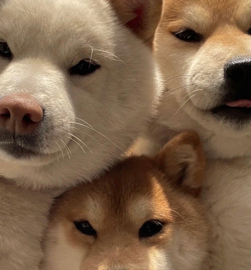 avatar nhóm 3 người cute 31